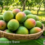হাড়িভাঙ্গা আমের ইতিহাস- haribhanga-amer-itihas